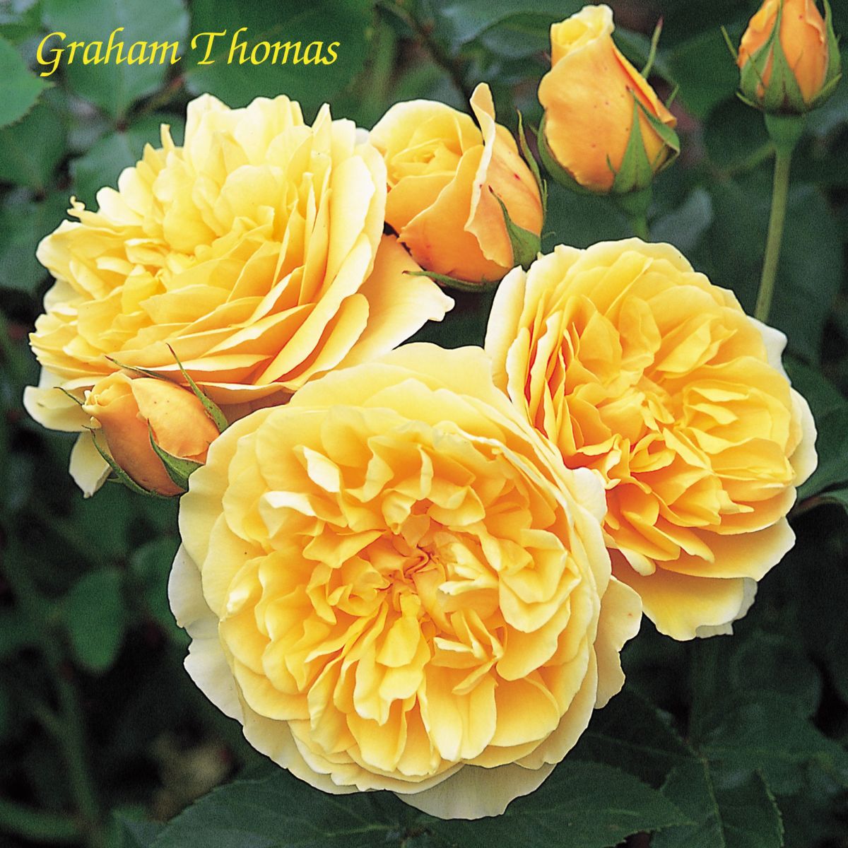 Hoa-hồng-leo-Graham-Thomas